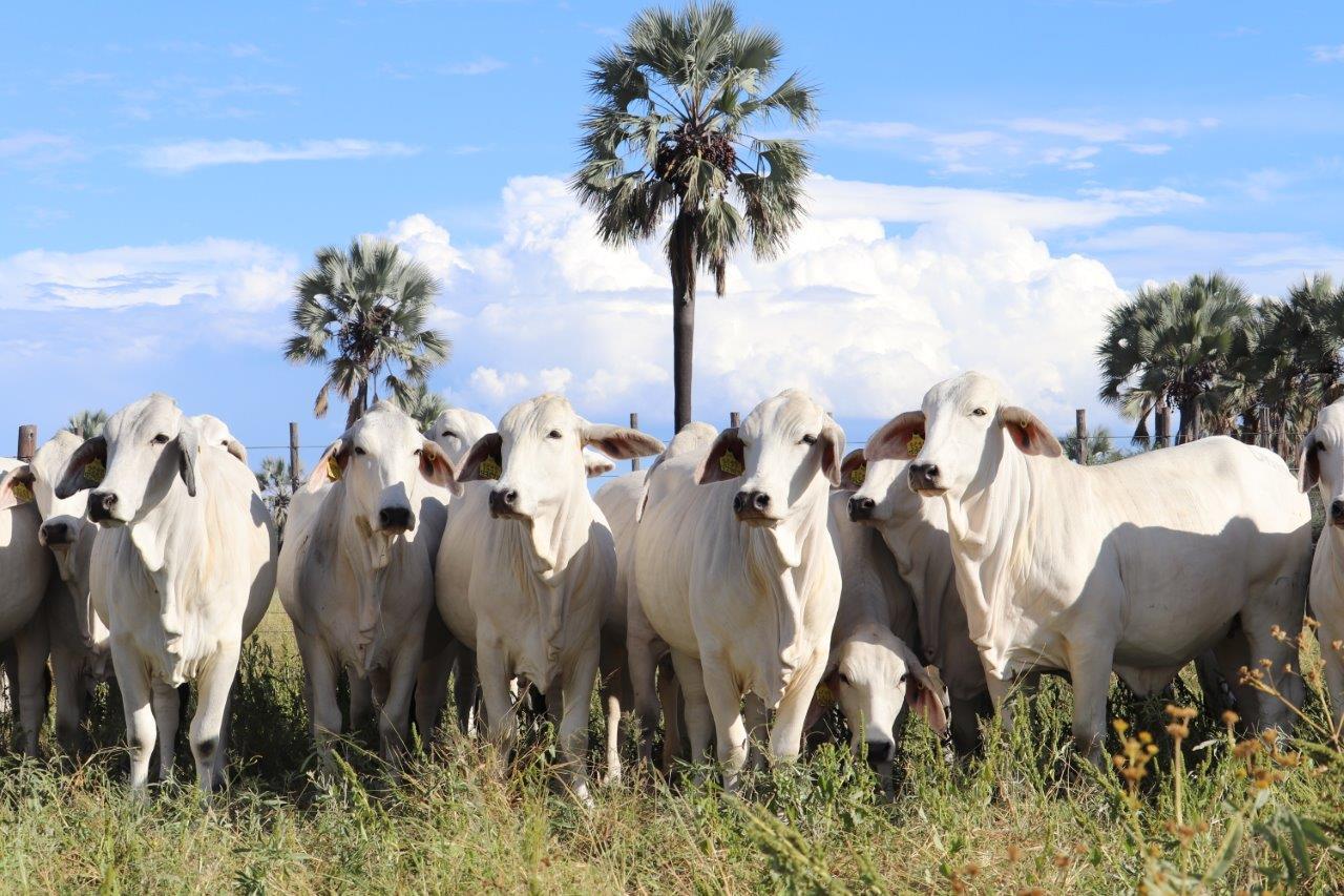 OKABRA Heifers