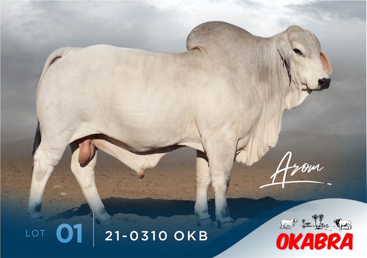 21-0310OKB 21-0310OKB