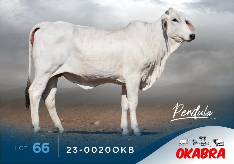 23-0020OKB 23-0020OKB