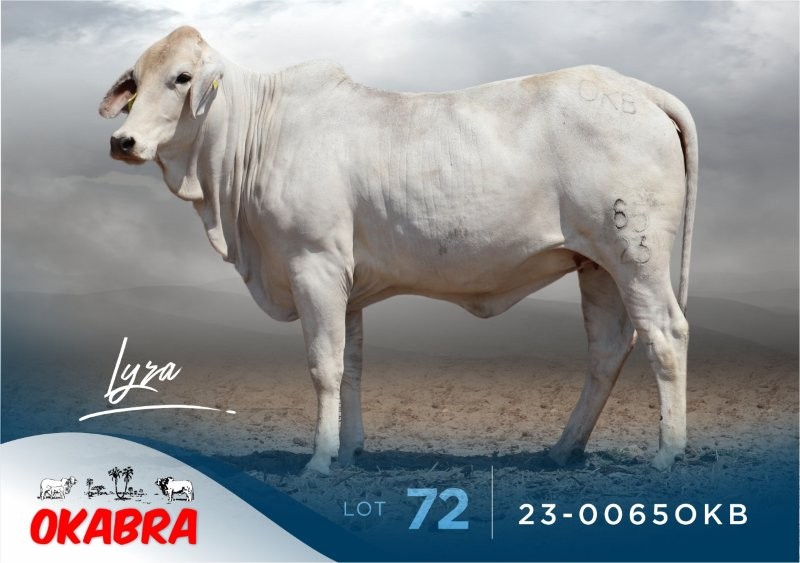 23-0065OKB 23-0065OKB