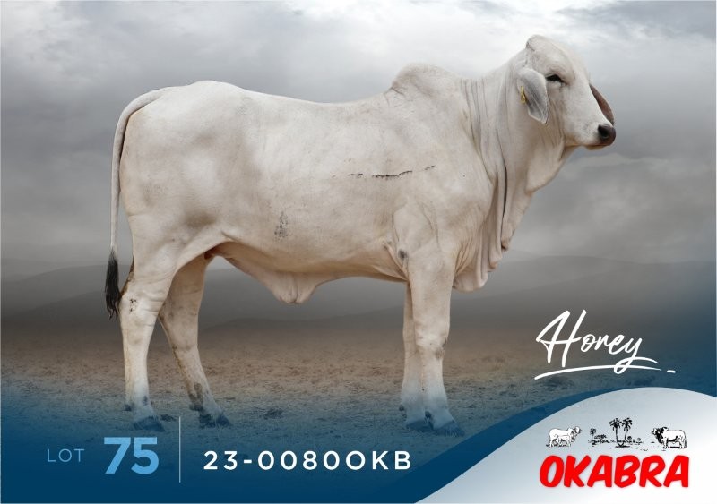 23-0080OKB 23-0080OKB