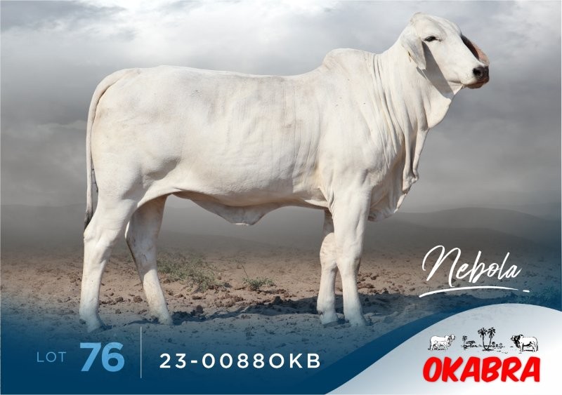 23-0088OKB 23-0088OKB