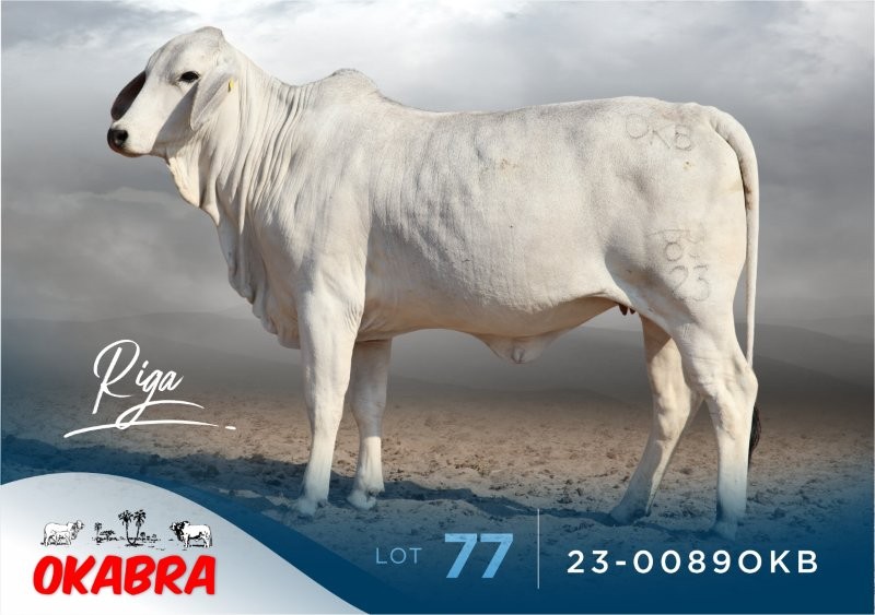 23-0089OKB 23-0089OKB