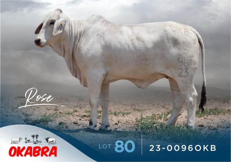 23-0096OKB 23-0096OKB