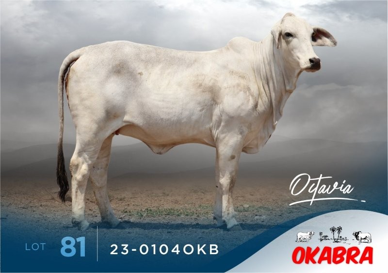 23-0104OKB 23-0104OKB