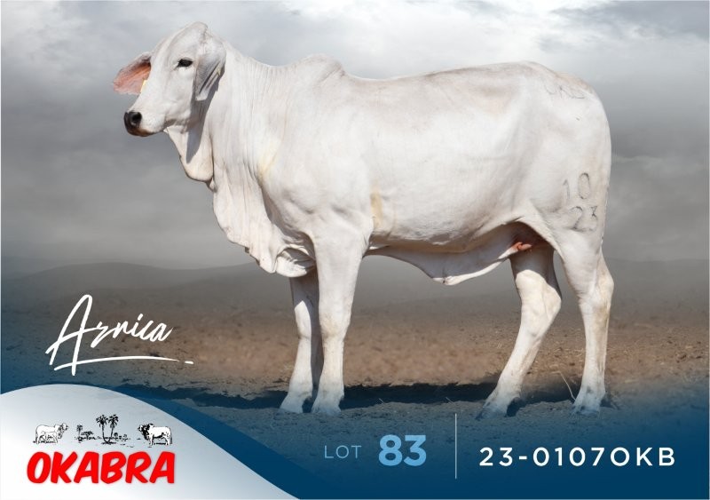 23-0107OKB 23-0107OKB