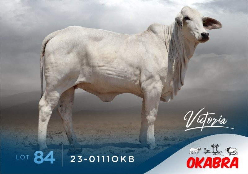 23-0111OKB 23-0111OKB