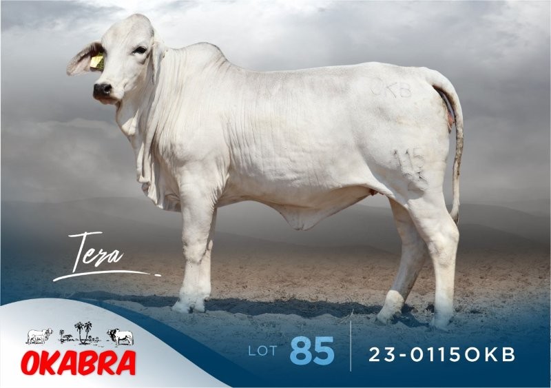 23-0115OKB 23-0115OKB