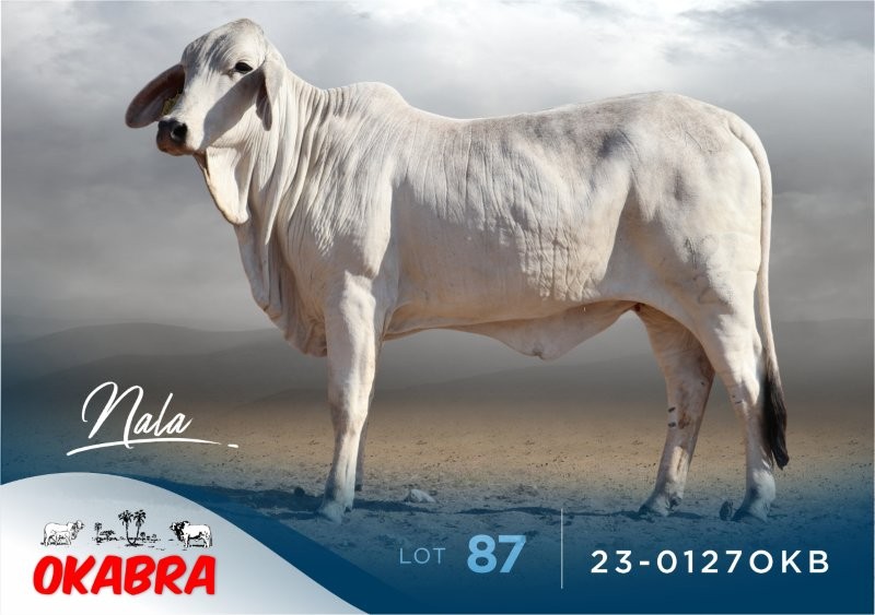 23-0127OKB 23-0127OKB