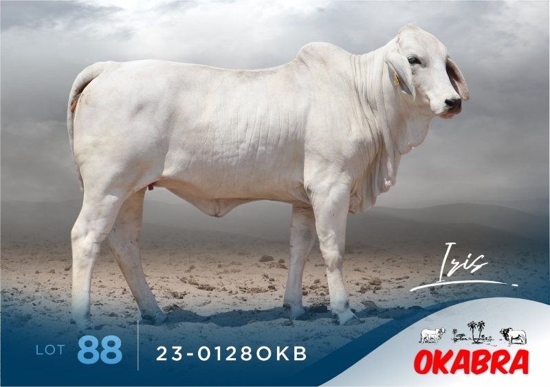 23-0128OKB 23-0128OKB