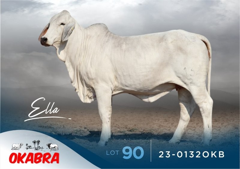 23-0132OKB 23-0132OKB