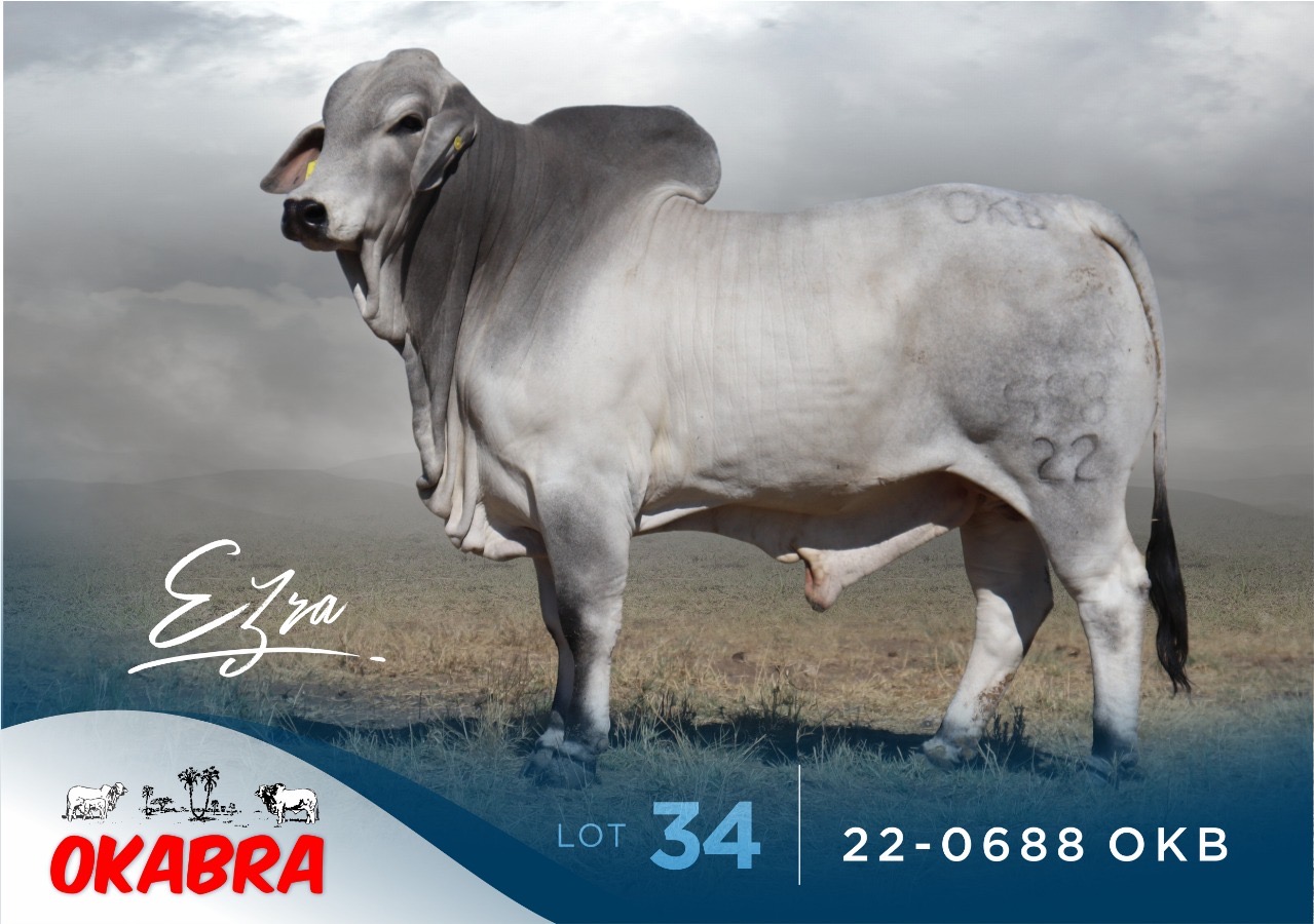 22-0688OKB 22-0688OKB