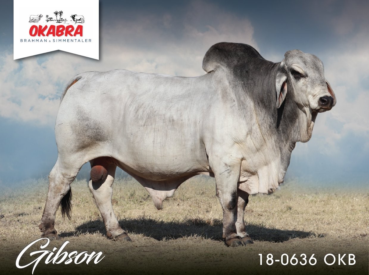 Okabra_Gibson 18-0636OKB 18-0636OKB