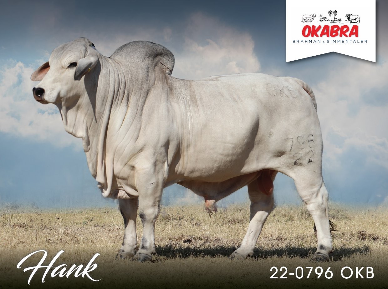 Okabra_Hank 22-0796OKB 22-0572OKB