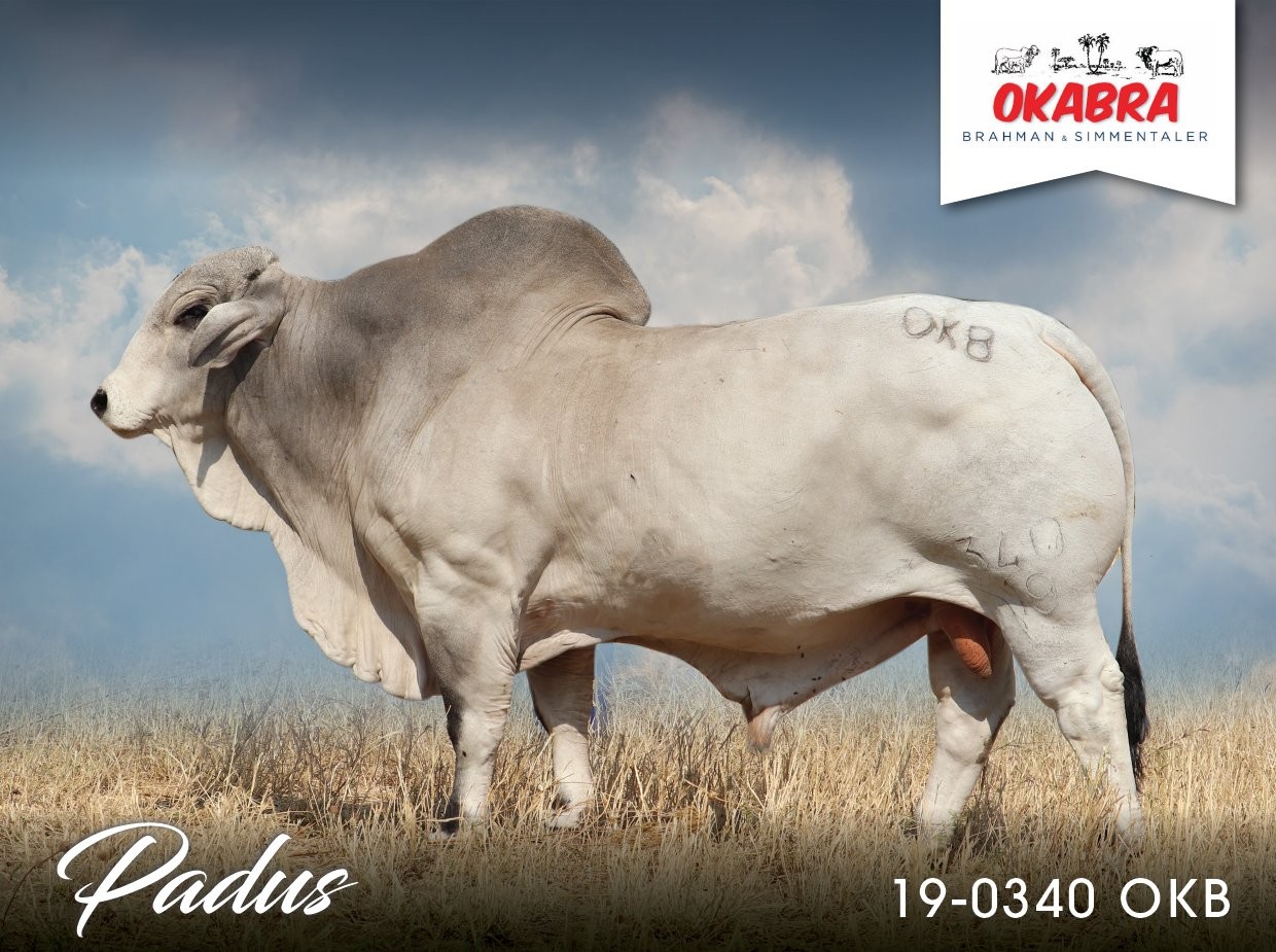 Okabra_Padus 19-0340OKB 19-0281OKB