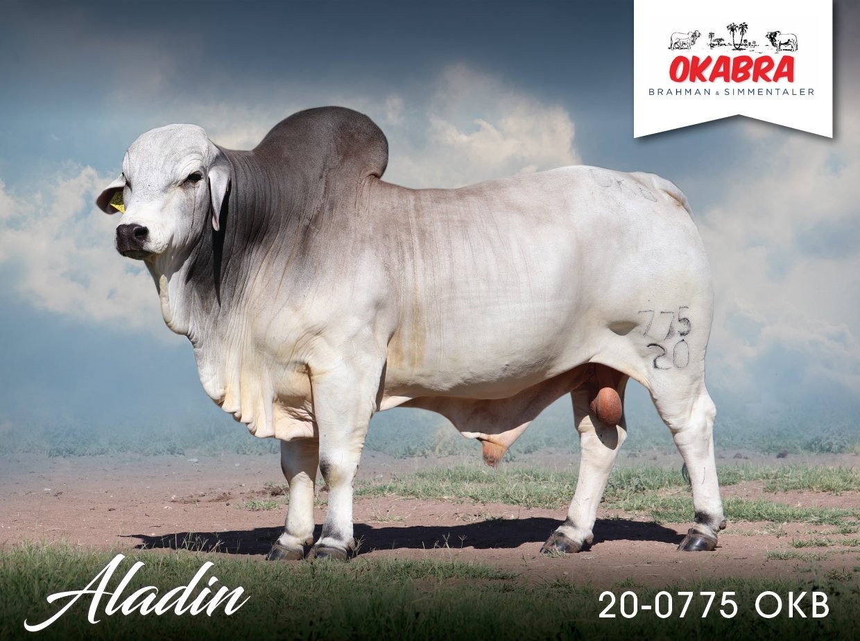 Okabra_Aladin 20-0775OKB 21-0155WB