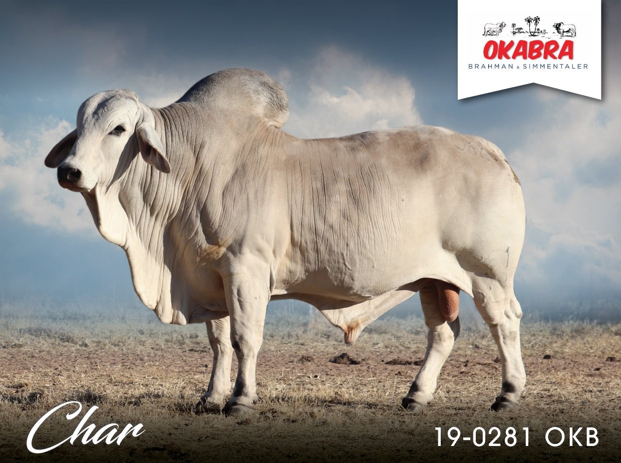 Okabra_Char 19-0281OKB 19-0281OKB