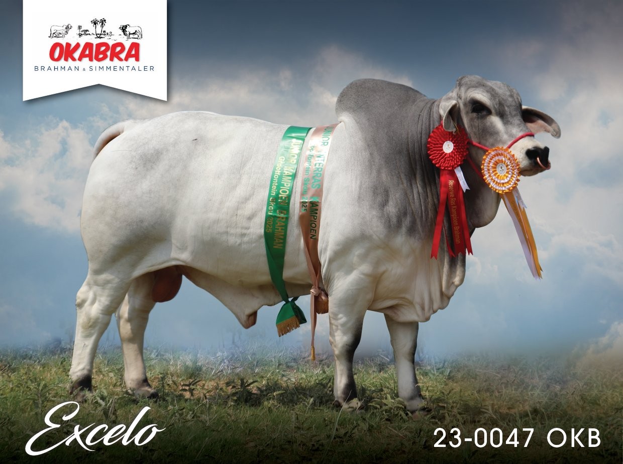 Okabra_Excelo 23-0047OKB 17-0122ERP