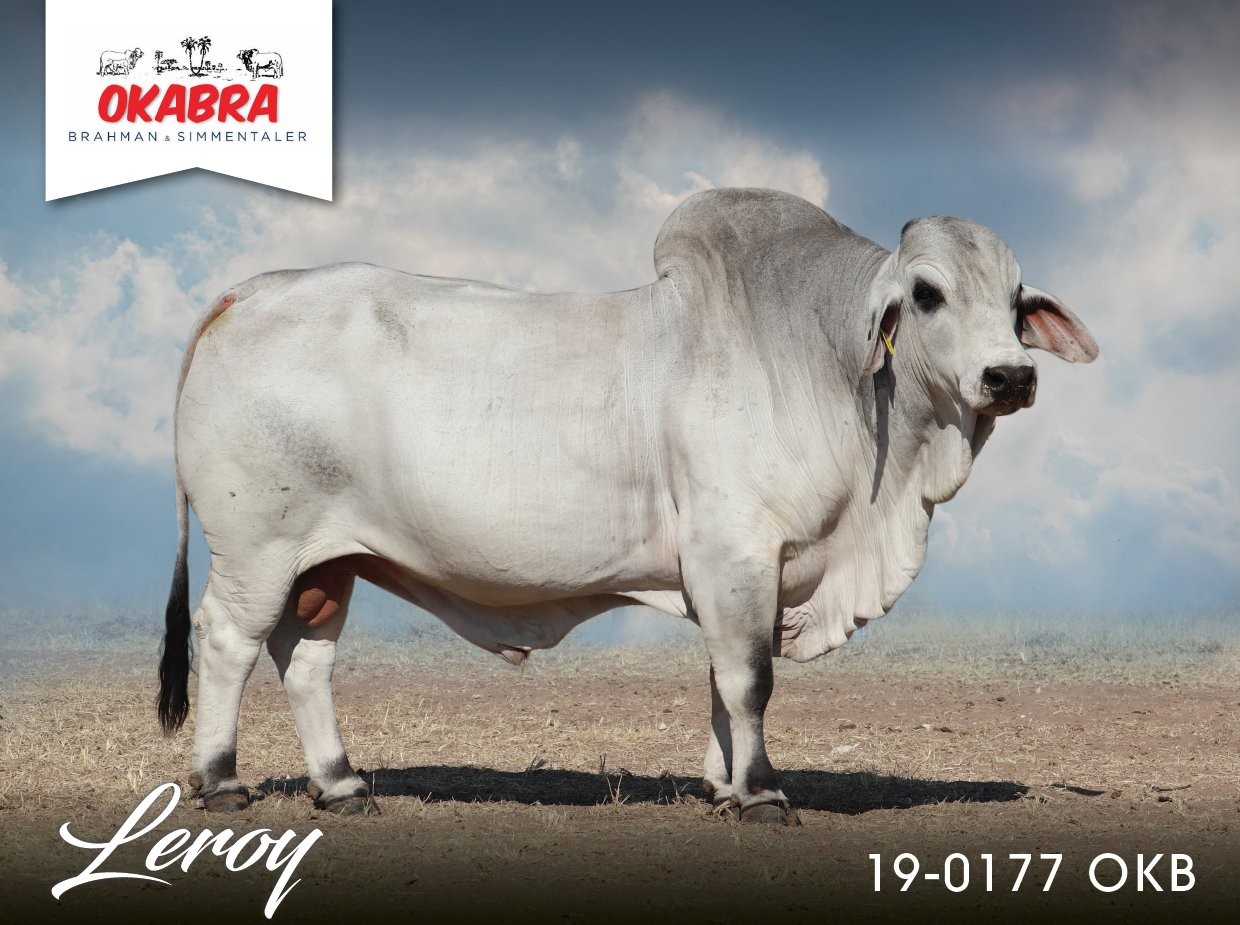 Okabra_Leroy 19-0177OKB 20-0609OKB