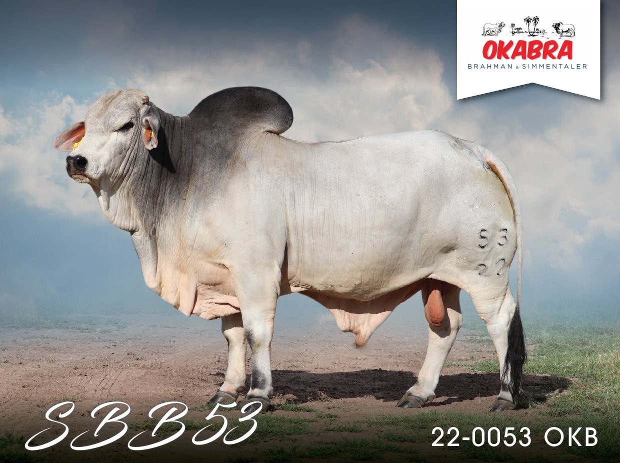 Okabra_SBB53 22-0053OKB 21-0316OKB